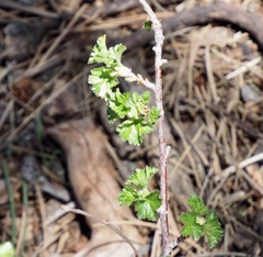 Ribes cereum