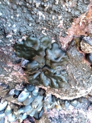 Codium convolutum