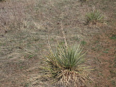 Yucca glauca
