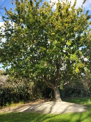 Quercus