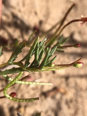 Camissonia contorta