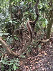 Epipremnum aureum