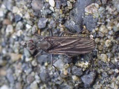Oedoparena glauca