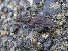Oedoparena glauca
