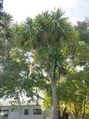 Cordyline australis