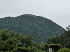 Dendrocitta formosae