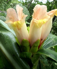 Costus guanaiensis