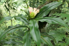 Costus guanaiensis