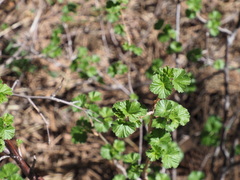 Ribes cereum