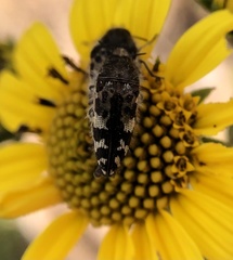 Acmaeodera hepburnii