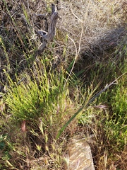 Calochortus plummerae