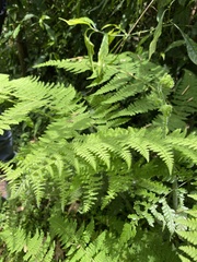 Acystopteris tenuisecta