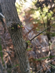 Halleria lucida