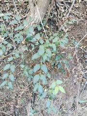 Halleria lucida