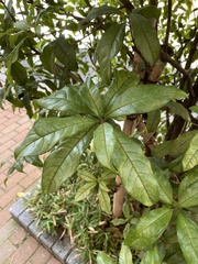 Osmanthus fragrans aurantiacus