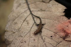 Eutropis rugifera