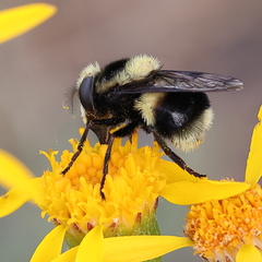 Volucella bombylans