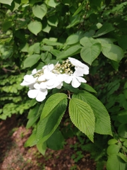 Viburnum plicatum
