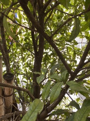 Osmanthus fragrans aurantiacus