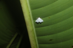 Leptosteges