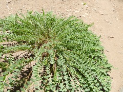 Astragalus douglasii