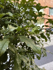 Osmanthus fragrans aurantiacus