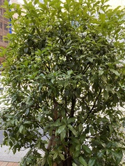 Osmanthus fragrans aurantiacus