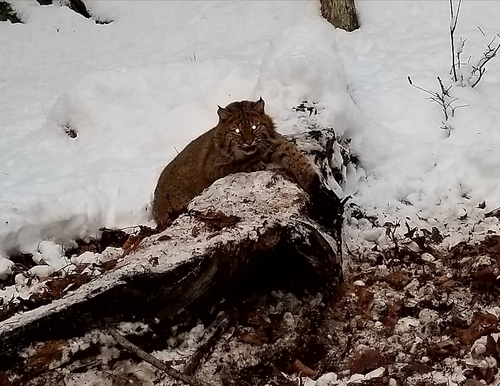 Bobcat photographed in Connecticut