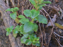 Crassula pellucida alsinoides