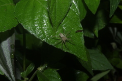 Thaumasia argenteonotata