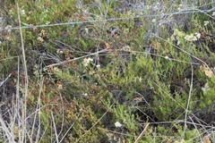 Polygonum dentoceras