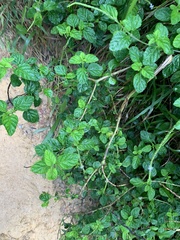 Hypoestes phyllostachya