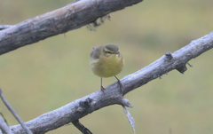 Phylloscopus affinis