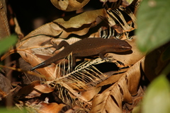 Eutropis rugifera