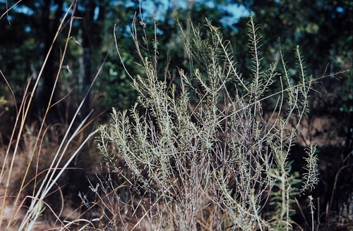 Helichrysum kraussii image