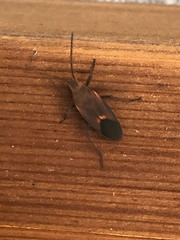 Leptocoris mitellatus