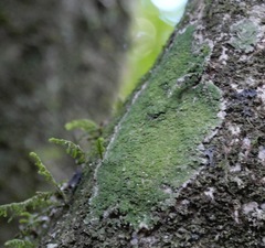 Aenetus virescens