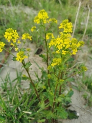 Barbarea vulgaris