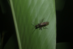Dolichoderus decollatus