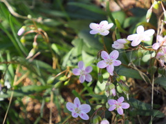 Claytonia rosea