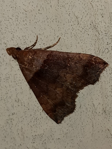 Ambiguous Moth photo 6