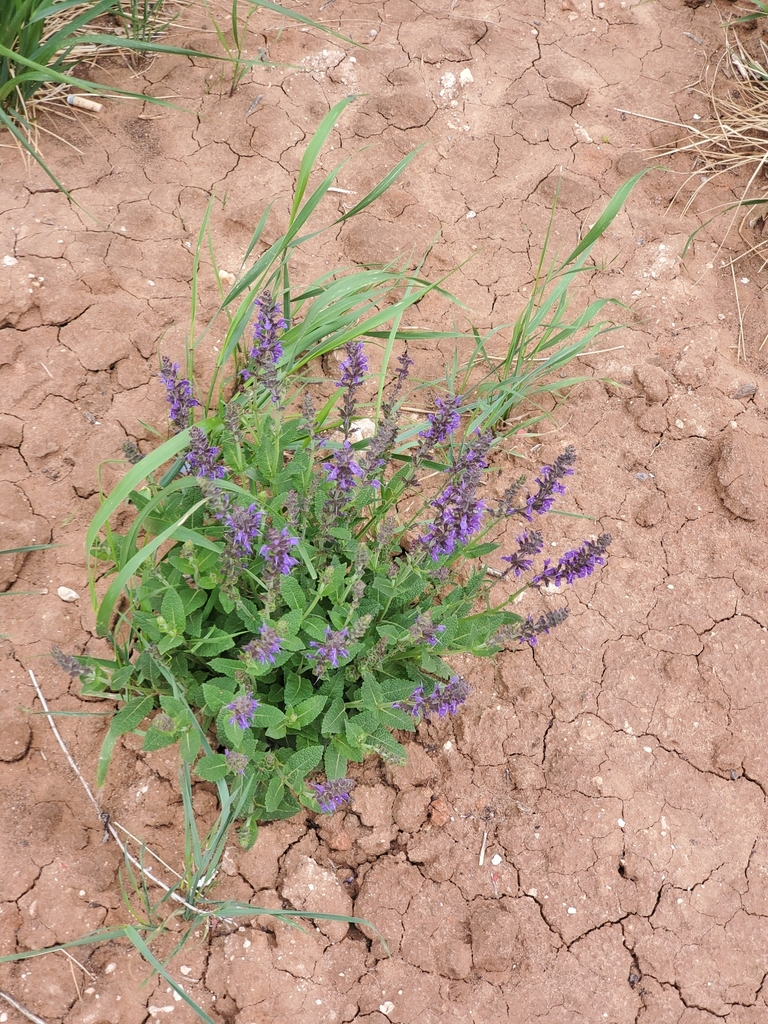 Sages from Ave L & Post Office, Lubbock, TX 79408, USA on April 29