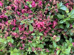 Rhododendron