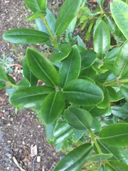 Metrosideros excelsa