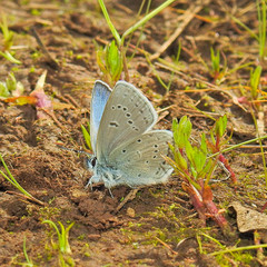Icaricia icarioides fenderi