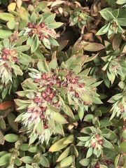 Cardionema ramosissimum