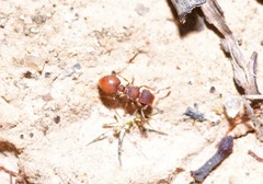 Meranoplus puryi