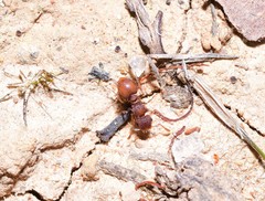 Meranoplus puryi