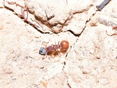 Meranoplus puryi