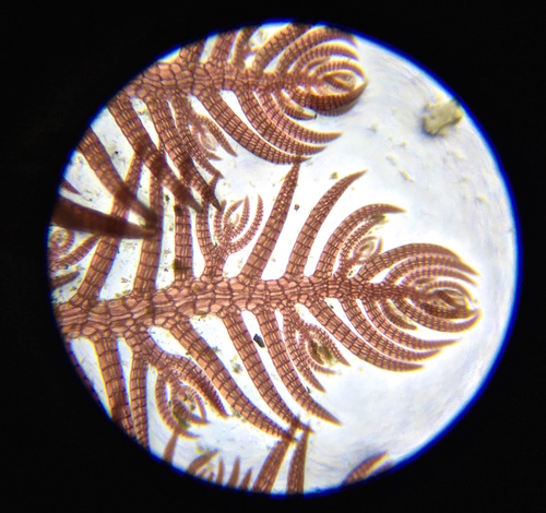 Herposiphonia
